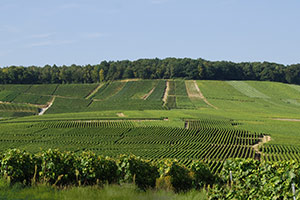 Vignes à Vertus