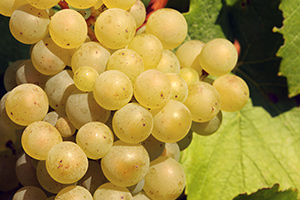 Cluster of Chardonnay