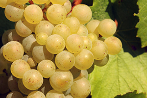 Grappe de Chardonnay