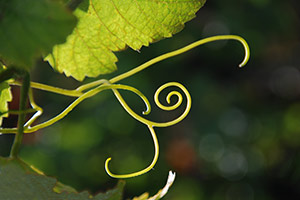 Vine tendril