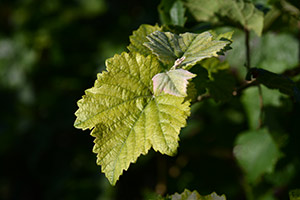 Feuille de vigne