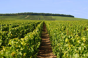 Vineyard in Vertus