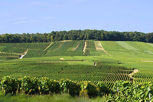 Vineyard in Vertus