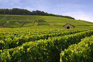 Vignes à Vertus