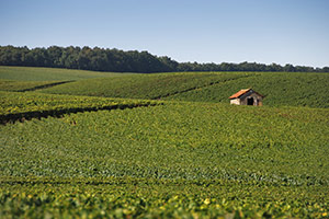 Vignes à Vertus