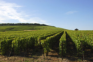 Vineyard in Vertus