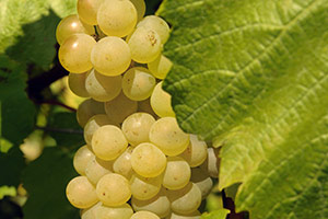 Cluster of Chardonnay