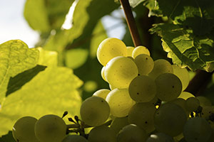 Cluster of Chardonnay