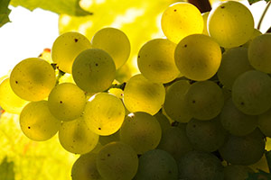 Cluster of Chardonnay